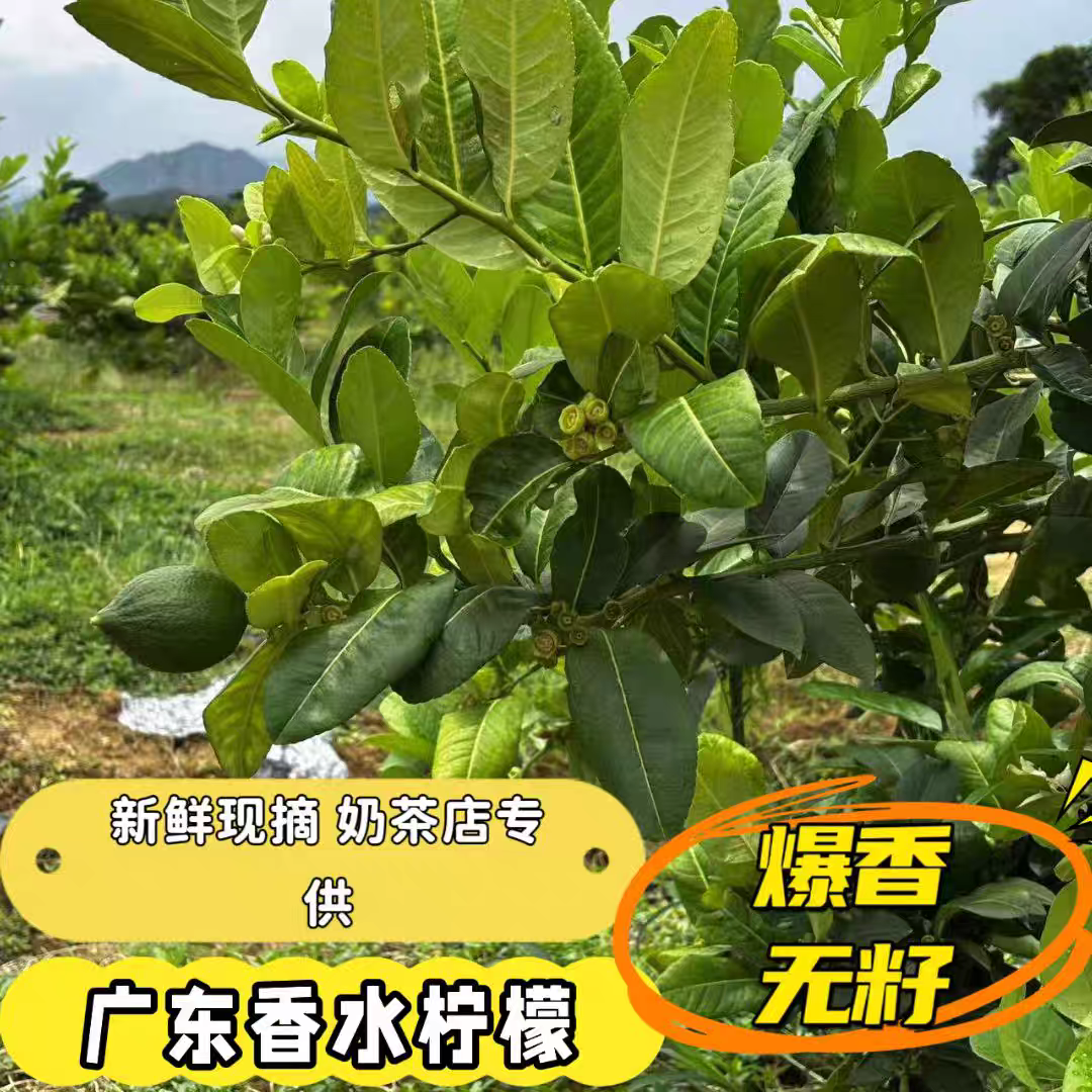 现摘现卖香水柠檬一级果爆香无籽