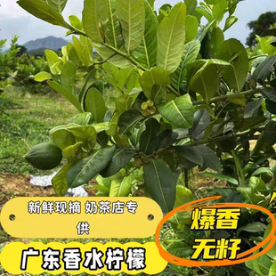 无籽香水柠檬香柠檬一级果二级果自家果园零售批发