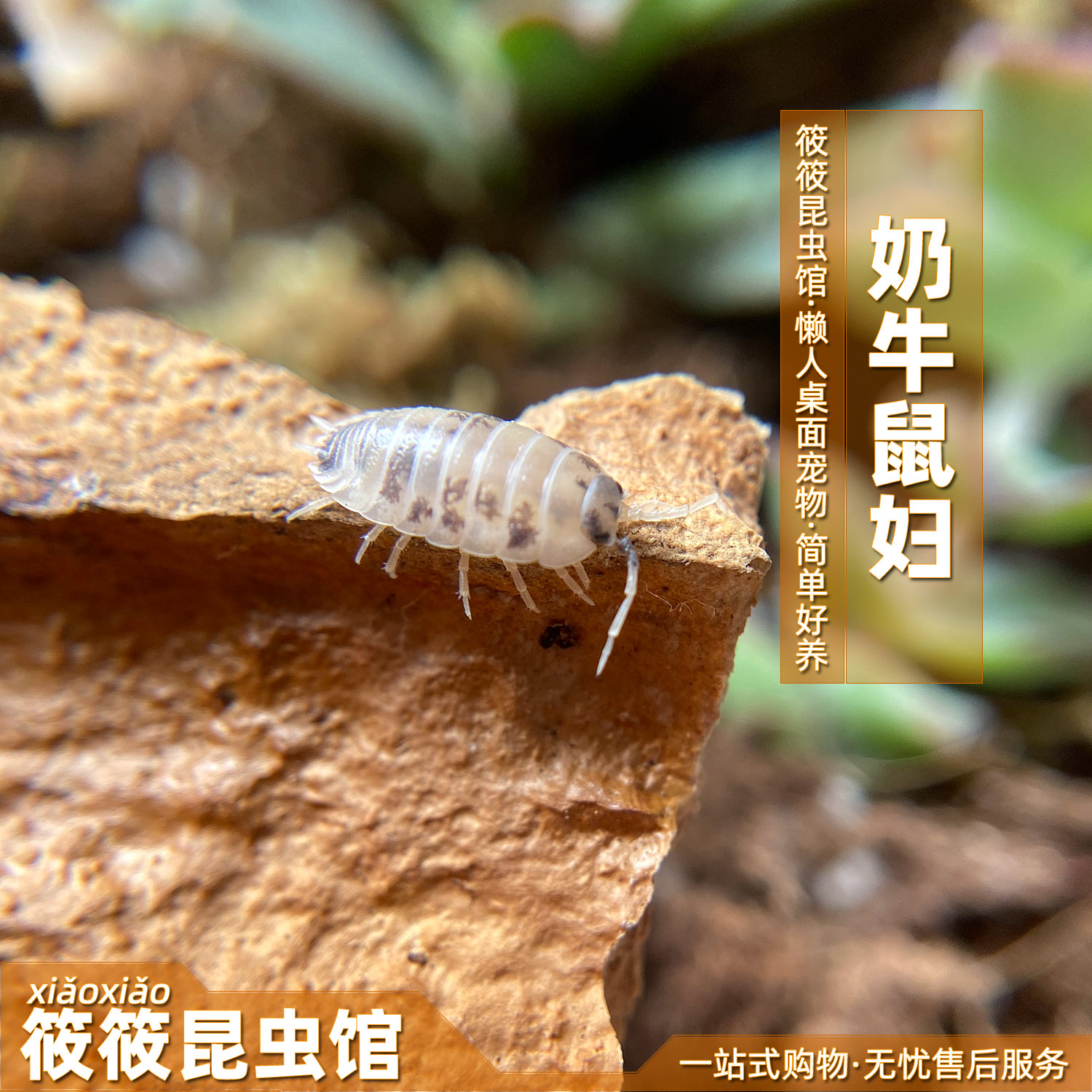 筱筱昆虫馆奶牛鼠妇西瓜虫懒人宠