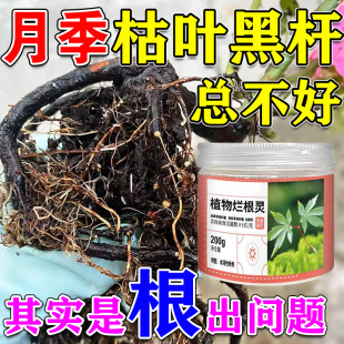 月季枯枝黑杆病专用肥月季闷烂根黄枯叶营养液月季花病虫害常用肥