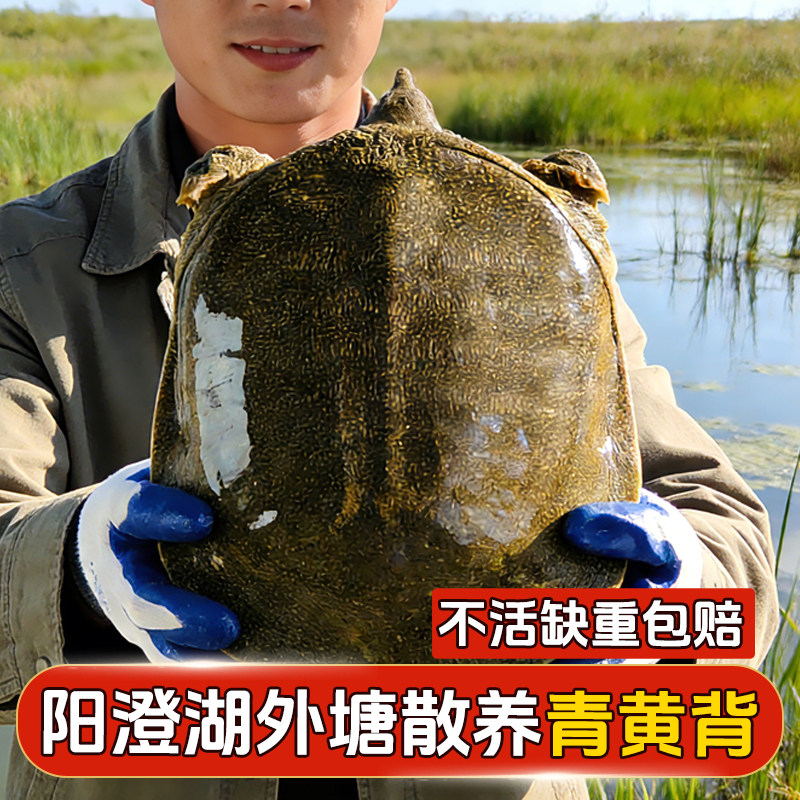 阳澄江南外塘放养散养甲鱼鲜活食用生态王八团鱼雌雄水鱼精品鳖,水产肉类/新鲜蔬果/熟食,甲鱼,淘宝优惠券,粉丝福利购,淘宝优惠卷