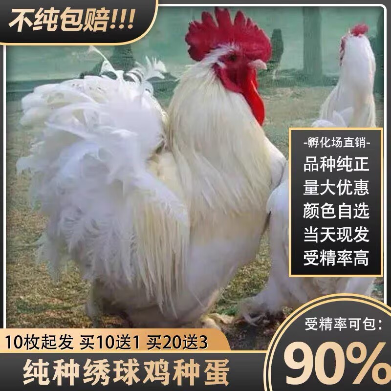 纯种薰衣草科钦球观赏鸡种蛋新款进口宠物鸡观赏鸡可孵化受精鸡蛋