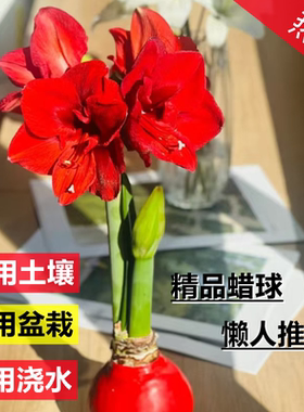 朱顶红蜡封种球室内桌面花卉观赏植物懒人好养易活节日祝福注定红