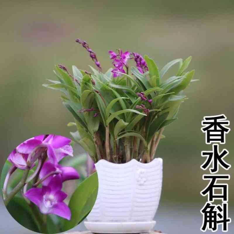 石斛兰花四季花开好养绿植浓香型香水...