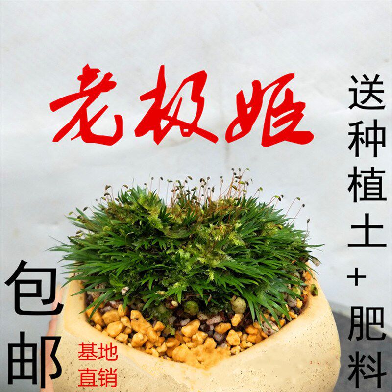 菖蒲苗微型盆景贵船苔金钱黄金姬桌面绿植