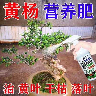 中量元素水溶肥料黄杨专用肥营养液雀舌瓜子黄杨树盆景肥料防黄叶