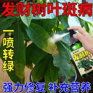 花卉绿植通用肥料发财树营养液叶子发黄怎么办防黄叶叶斑病叶子黑