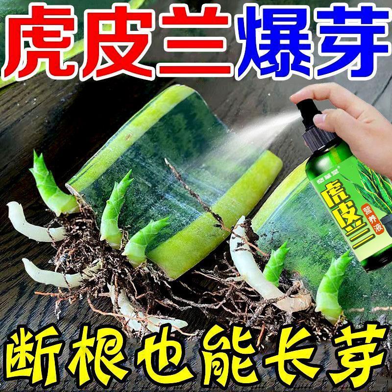 植物肥料虎皮兰怎么养专用营养液兰科花盆栽水培肥料促发芽增绿植