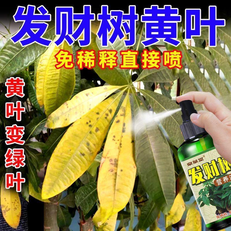 适合各种花的肥料发财树营养液【免稀释】黄叶烂根叶枯萎黄叶变绿
