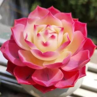 进口罕见肉肉莲花红灯趣味新手四季好养活多肉植物办公室内花卉