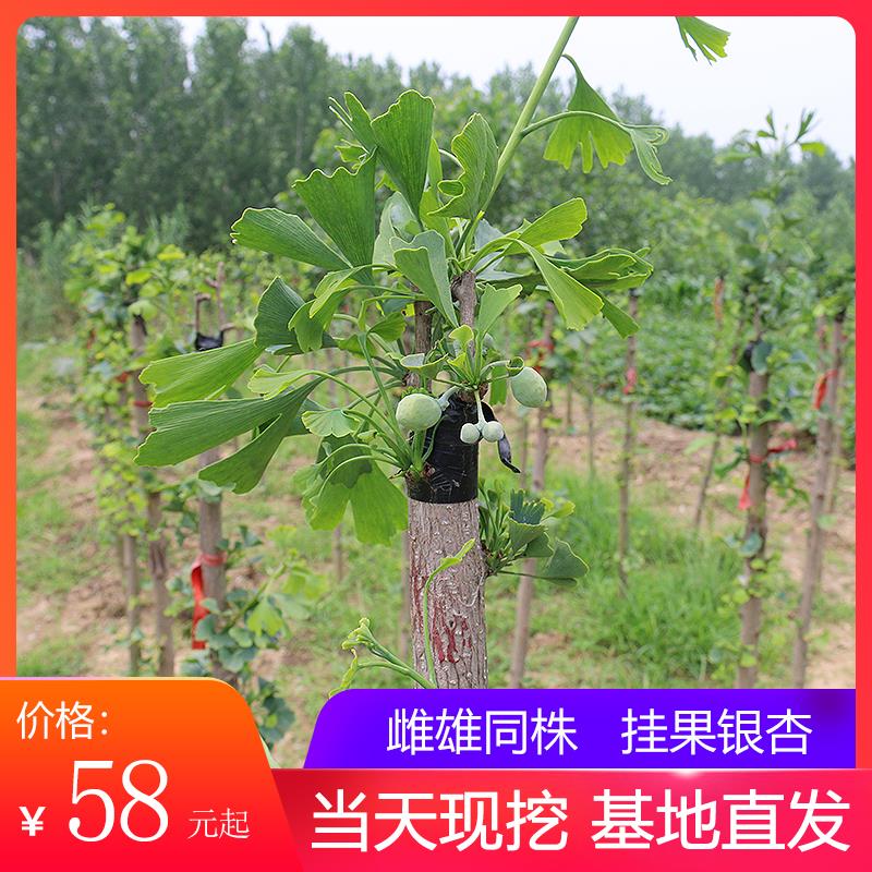 邳州嫁接白果树雌雄同株多规格行道树占地苗公母树