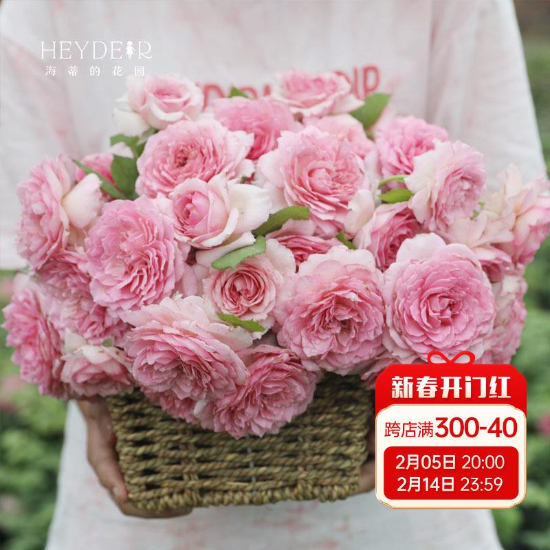 海蒂的花园 罗衣爬藤月季浓香花量大抗病拱门花墙花柱植物盆栽