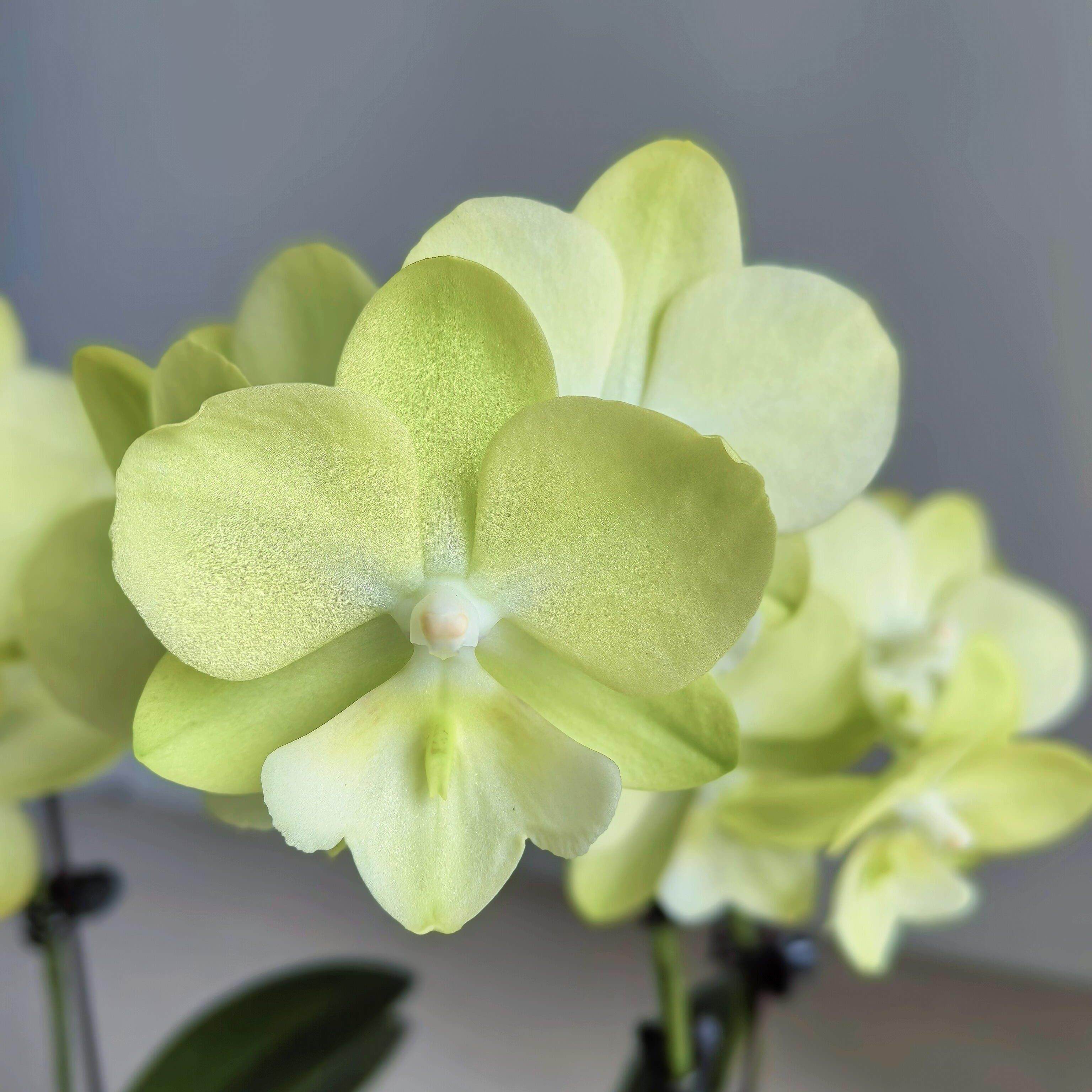 CH1820蝴蝶兰2.8寸杯未抽梗不带花箭对版洋兰桌面绿植花卉盆栽,鲜花速递/花卉仿真/绿植园艺,国兰/杂交兰/洋兰类,淘宝优惠券,粉丝福利购,淘宝优惠卷