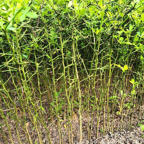 多刺枳树围墙植物果园篱笆护栏蒺藜菜园防偷防护防盗刺橘带刺树苗