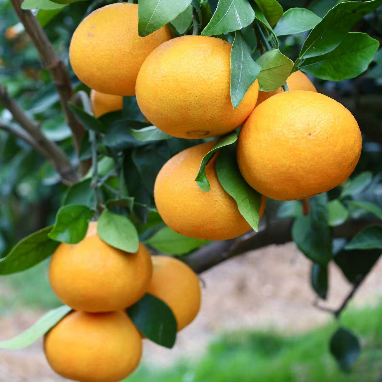 新鲜蔬果宁波柑橘象山红美人应季