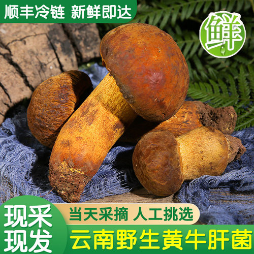 云南特产纯野生新鲜现摘黄牛肝菌
