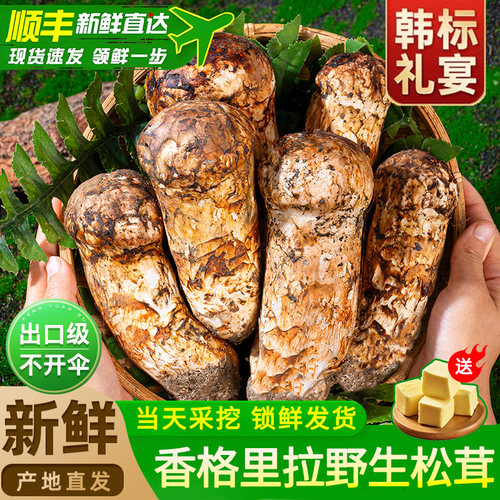 香格里拉新鲜野生松茸官方旗舰店
