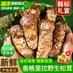香格里拉松茸新鲜云南野生菌特产出口级官方旗舰店纯精品不开伞菌