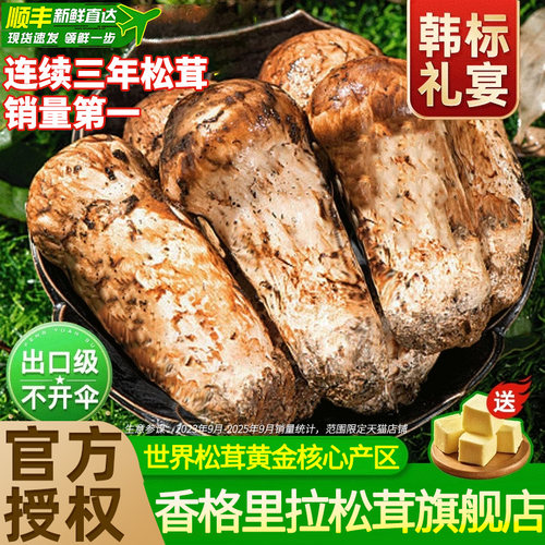 现货速发香格里拉纯野生新鲜松茸