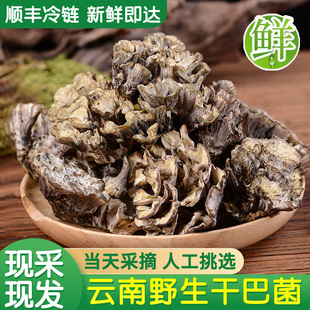 纯野生新鲜干巴菌云南特产菌子炖汤炒菜火锅食材美味蘑菇食用山珍