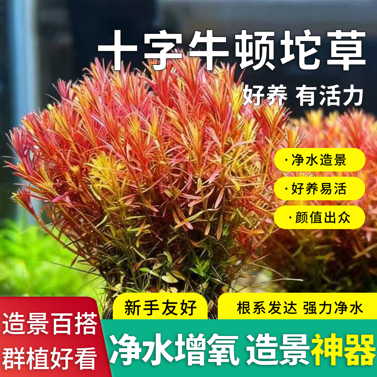 十字牛顿净水水草坨鱼缸造景活水族淡水植物中景净化水质新手友好
