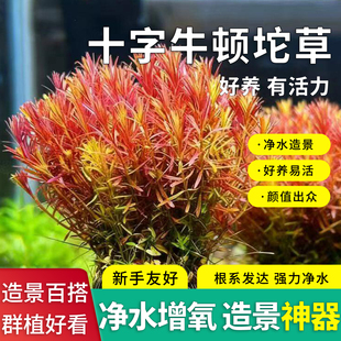 十字牛顿净水水草坨鱼缸造景活水族淡水植物中景净化水质新手友好