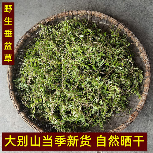 野生垂盆草干货正宗药食用泡茶