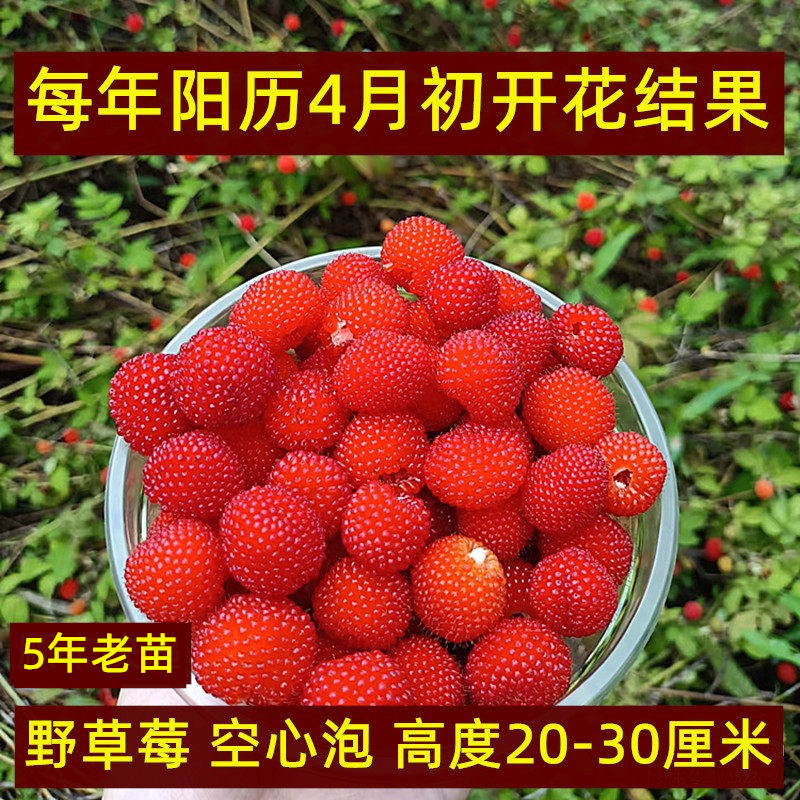 野草莓苗四月泡5年苗不带盆3棵