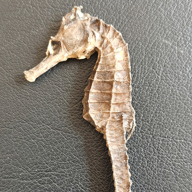 海马中药材沁轩堂三斑海马