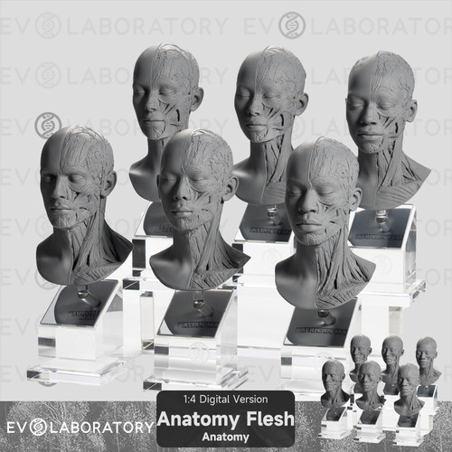 EVOLABORATORY科教模型美术教学