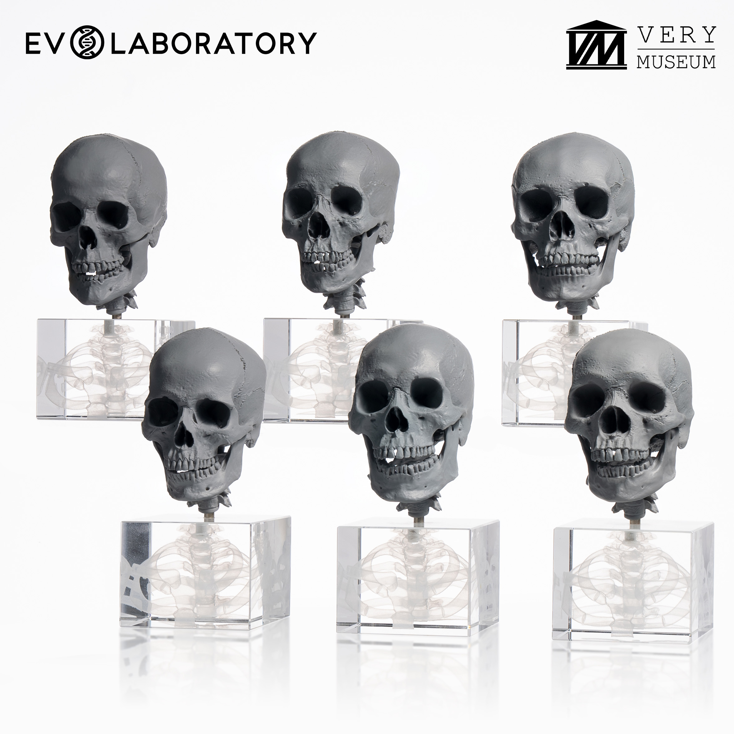 EVOLABORATORY科教模型美术教学