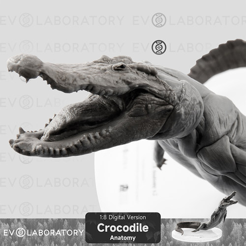 EVO现货鳄鱼PVC版肌肉科教模型