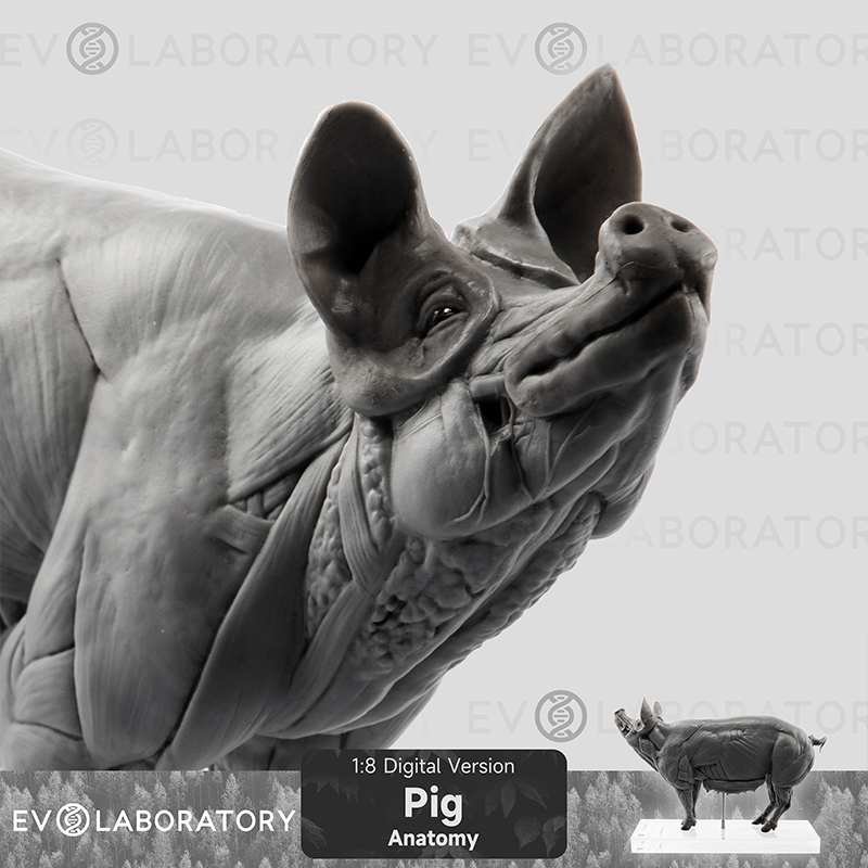 EVO现货猪PVC版肌肉科教模型