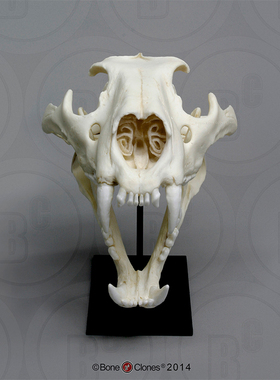 boneclones定制骨骼雄性非洲狮头骨动物科教博物馆收藏医学模型