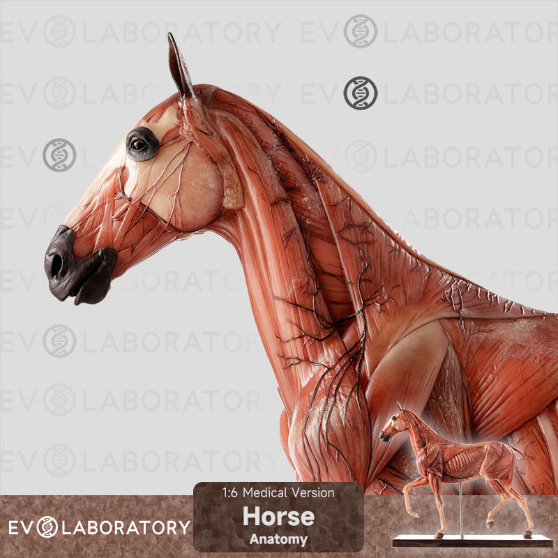 evo动物肌肉解剖马科教模型美术生物学教学教具雕塑艺术家雕像