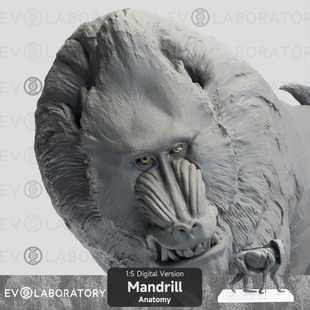 EVO肌肉解剖BP山魈科教模型手办美术医学教学雕塑教具动物模型
