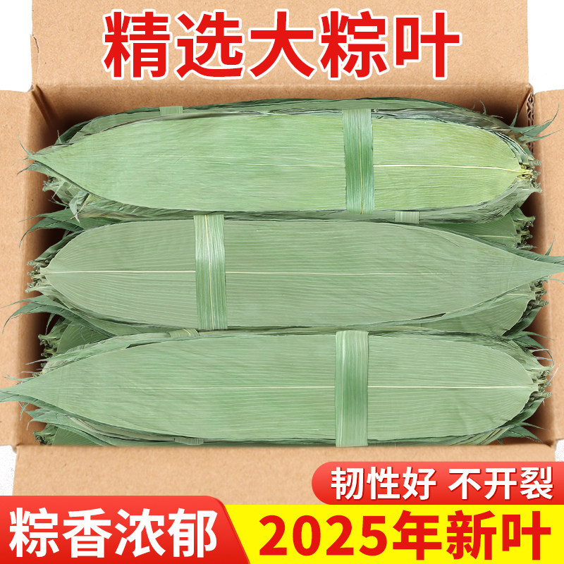 25年干粽叶端午节包粽子糯米新鲜粽子叶特棕叶宽大号200/50片