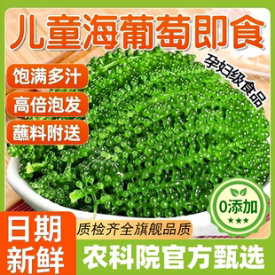 儿童海葡萄即食官方旗舰店新鲜盐渍鱼子酱孩搭海带草丝海藻裙带菜