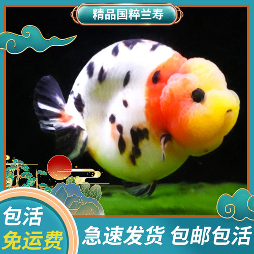 兰寿金鱼冷水不加温好养包活