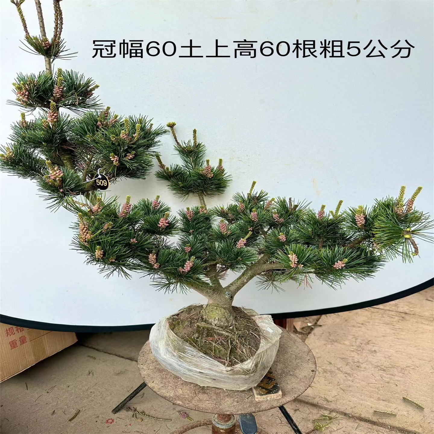 实图发货老桩五针松素材老桩盆景造型松树好养四季常青