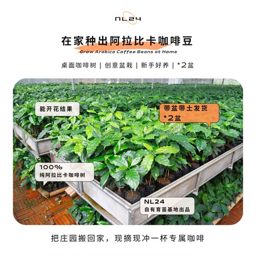 NL24云南阿拉比卡咖啡树苗盆栽