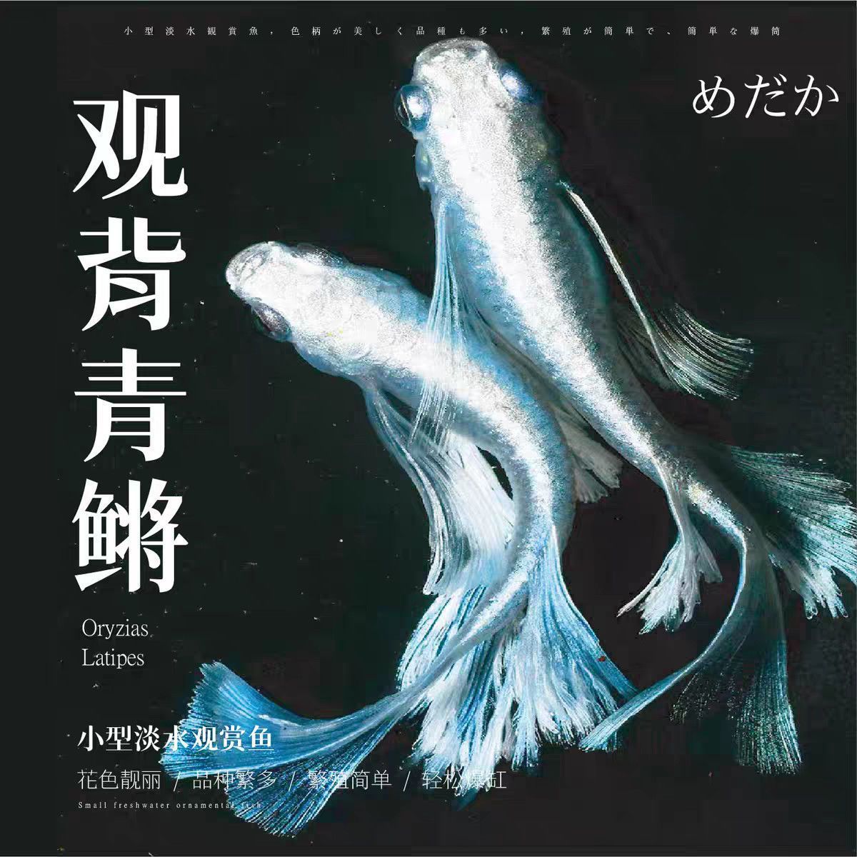 观背青鳉天使之翼球体长鳍产卵冷水鱼短体小型观赏鱼孔雀斑马鱼