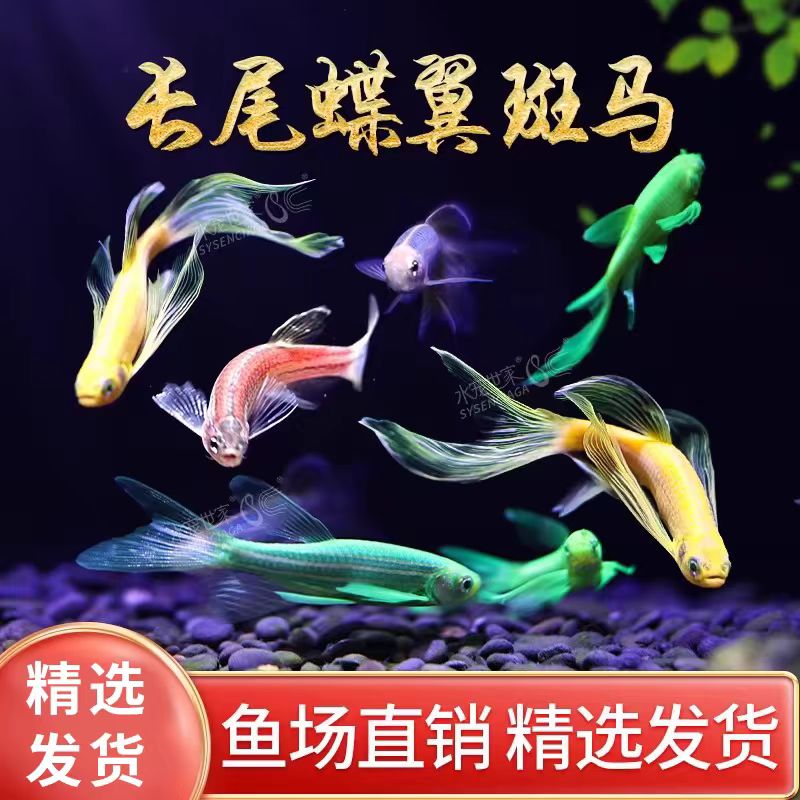 长尾蝶翼斑马鱼观耐活易活新手赏鱼冷水翡翠龙凤小型淡水荧光热带