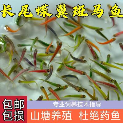 蝶翼长尾斑马鱼观耐活耐寒新手赏鱼冷水翡翠龙凤淡水新手观赏鱼