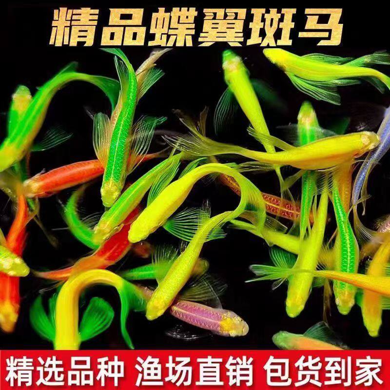 精品长尾蝶翼斑马鱼观耐活耐寒新手赏鱼冷水耐寒易活新手观赏鱼