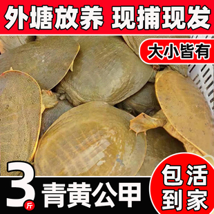 外塘大甲鱼活体鲜活食用老鳖甲鱼活物生态黄背公甲鱼花背水鱼