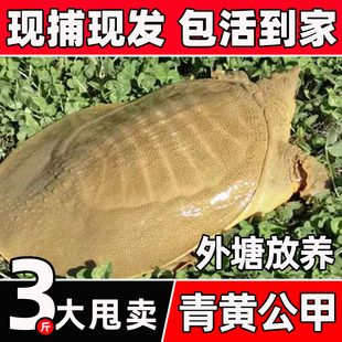 生态甲鱼活体鲜活水鱼食用3斤装黑花王八老鳖活物外塘青黄公甲鱼