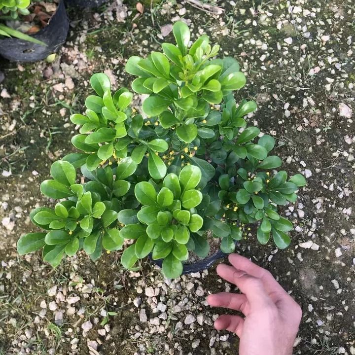 米兰花盆栽居家办公清香