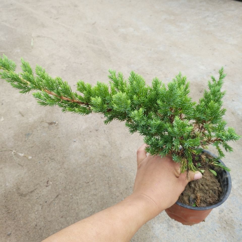 地柏盆栽耐寒四季常青迎客松
