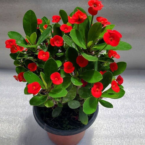 刺梅铁海棠盆栽绿植植物